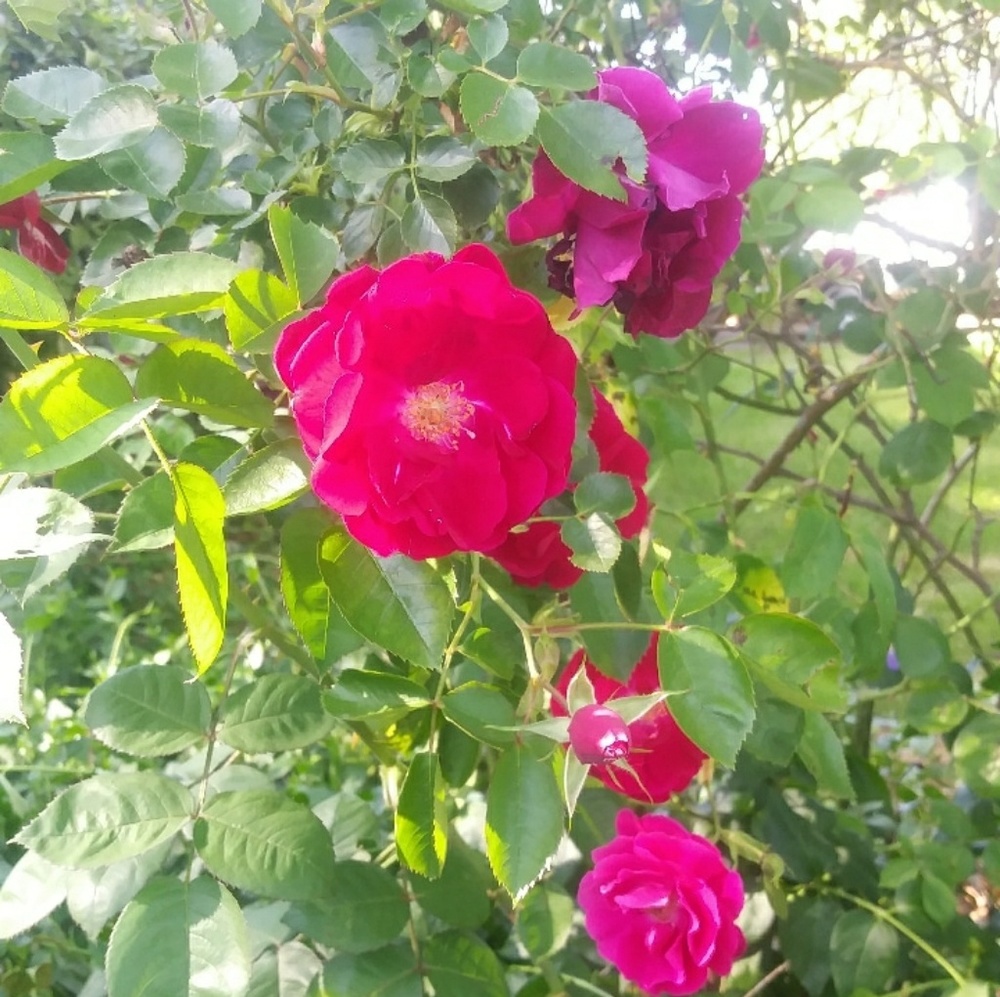 Meet your Posher, Emilia